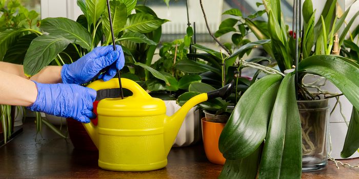 gardener fertilizer home orchid plants. houseplant care. woman watering orchid flowers. , housework and plants care concept. Home gardening, love of plants and care.
