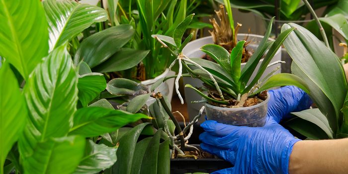 Young woman cultivating flowers. Woman caring for house plant orchid. hands take care of plants. Indoor home garden plants. Home gardening concept