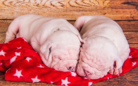 Two Funny American Bulldog puppies dogs are sleeping. Christmas or New Year background