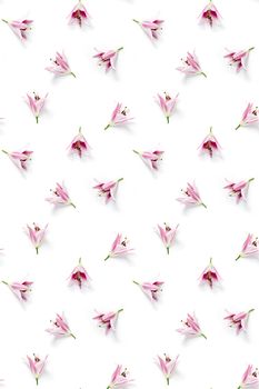 isolated pink Lilly flower bloom on white background, lilly flower flat lay creative background.