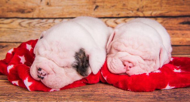 Two Funny American Bulldog puppies dogs are sleeping. Christmas or New Year background