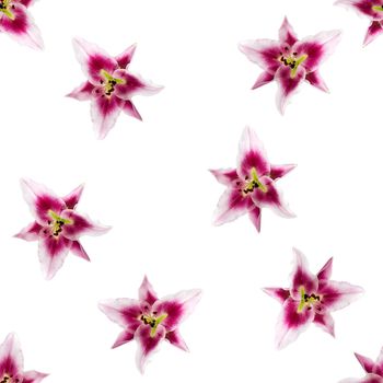 seamless pattern of pink Lily flower bloom. Pink lily flowers over white background seamless texture. flat lay flower pattern