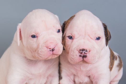 Two funny American Bulldog puppies dogs on gray background