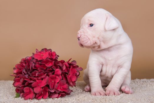 Two funny American Bulldog puppies dogs on gray background