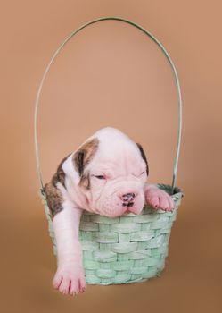 Funny small American Bulldog puppy dog is sitting in a wood basket on Valentine s Day.