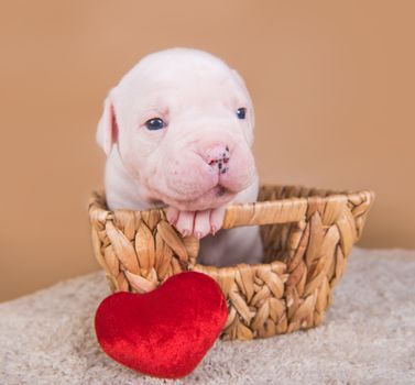 Funny small American Bulldog puppy dog is sitting in a wood basket with red heart on Valentine s Day.