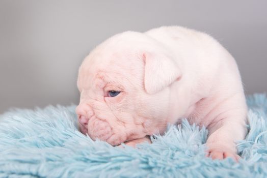 Funny small American Bulldog puppy dog is sitting on gray blue background.