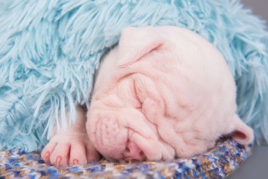 Funny small American Bulldog puppy dog is sleeping on gray blue background.