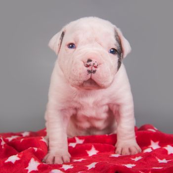 Funny small American Bulldog puppy dog is sitting on gray red with white stars background.