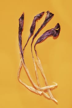 Purple dried  flowers of crocus  on orange  background  ,closed  flowers with long white stems without leaves