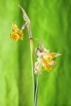 Close up of yellow narcissus - daffodil -on green background , dried flowers with long green stems