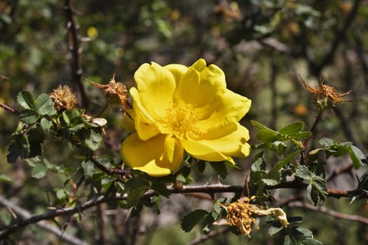 Beautiful yellow rose in bloom ina bright sunny day