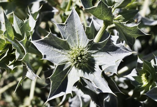 Beautiful green -blue  spiny leaves of sea holly plant -seaside eryngo or eryngium maritimum -