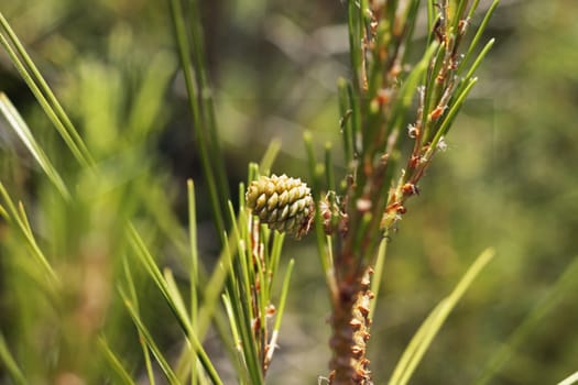 Green cone of pine tree , single cone with green needles