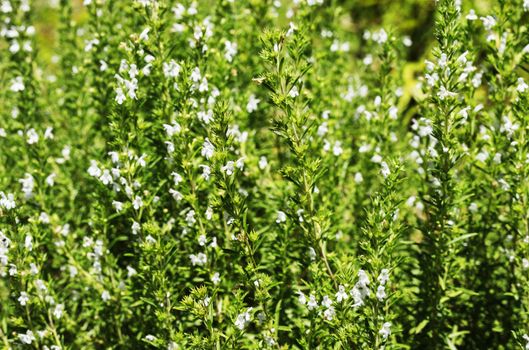 Beautiful white flowers of winter savory -satureja montana -