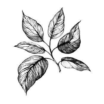 Hand drawn illustration - twig with leaves in gray scale on white background, design element for flower bouquet, wreath, postcard, greetings, banner, flyer, decoration or invitation.