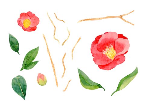red camellia japonica flower and leaves isolated on white background. Japanese tsubaki. Symbol of love. Watercolor hand painting illustration.