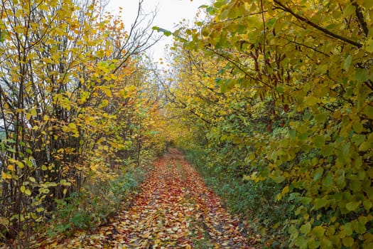 Beautiful and romantic fall colored alley with colorful trees and sunlight. autumn season natural background