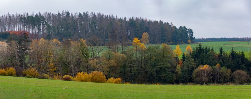 Autumn landscape coloured trees and meadow, Highland Vysocina, Czech Republic, Mined woodland attacked by beetle.