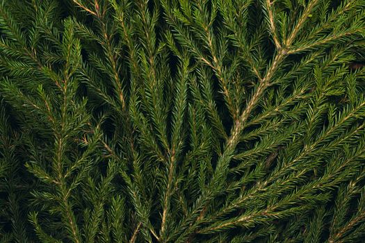 Fir tree branch christmas new year background close up