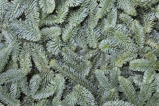 Noble fir tree branch christmas new year background close up