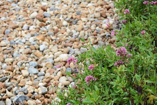 Red Valerian - centranthus ruber - grows wild on shingle beach in Eastbourne on the English coast