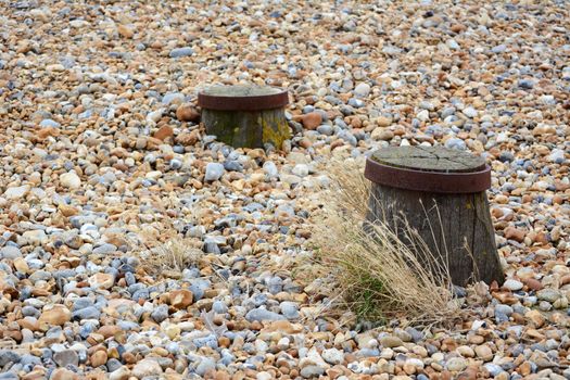 Tops of two groyne sea defences visible on a shingle beach, with dry sea grasses growing among the pebbles