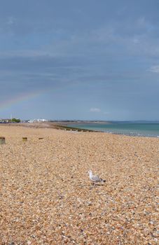 Seagull in sunshine on a pebble beach in Eastbourne; a faint rainbow arches across the dark sky in the distance