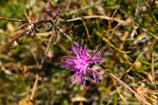 Centaurea jacea (brown knapweed or brownray knapweed) is a species of herbaceous perennial plants in the genus Centaurea native to dry meadows and open woodland. Bjelasnica Mountain.