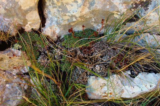 Various plants that grow between the rocks on the mountain karst. Bjelasnica Mountain, Bosnia and Herzegovina.