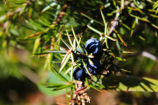 A group of blue juniper berries on a branch between green needles. Juniperus communis fruit. Mountain Bjelasnica, Bosnia and Herzegovina.