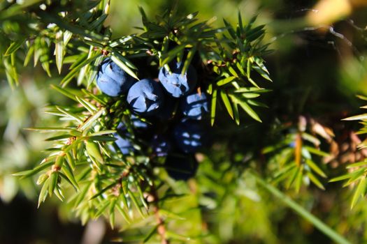 Ripe blue juniper berries on a branch between green needles. Juniperus communis fruit. Bjelasnica Mountain, Bosnia and Herzegovina.