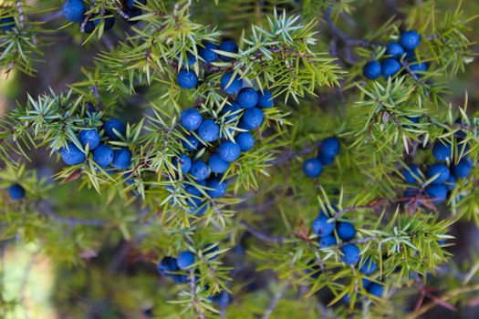 Close up a lot of ripe navy blue juniper berries all over the branch between the green needles. Juniperus communis fruit. Bjelasnica Mountain, Bosnia and Herzegovina.