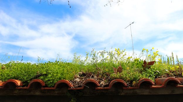 Plants growing on the roof of an old abandoned building, in the background the sky with cloudy white clouds.