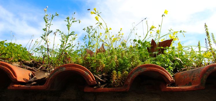 A game of nature on an old roof. An ecosystem has been established on the old roof of the old building. A beautiful scene with plants, dry leaves, a bee and plant debris.