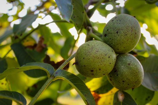 Three green walnuts on a branch with a leaves in the background. Zavidovici, Bosnia and Herzegovina.