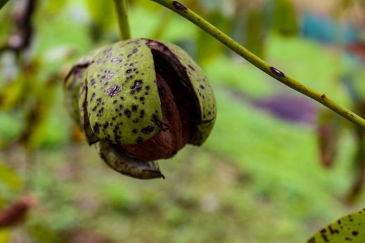 A cracked green shell from which a walnut can be seen. Walnut on a branch. Zavidovici, Bosnia and Herzegovina.