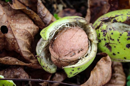 Harvesting in the home garden, ripe walnut. Ripe walnut on tree - autumn background. Zavidovici, Bosnia and Herzegovina.