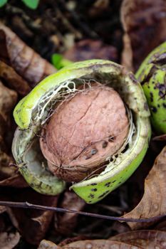 Macro of ripe walnut inside the green shell fell to the ground among the dried leaves. Zavidovici, Bosnia and Herzegovina.