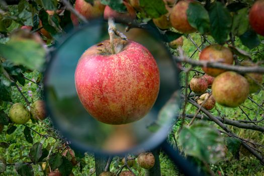 Beautiful red apple on a branch magnified with a magnifying glass. In the background on the branches are other apples. Zavidovici, Bosnia and Herzegovina.