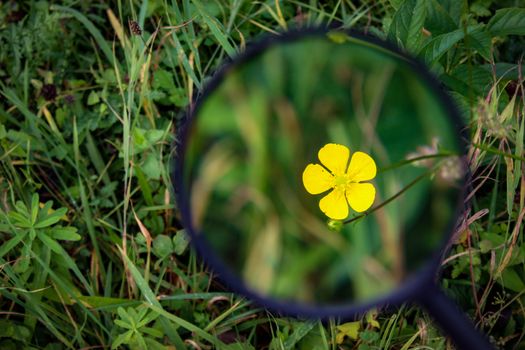 A small yellow flower in the grass magnified with a magnifying glass. The study or research in the meadow. Zavidovici, Bosnia and Herzegovina.