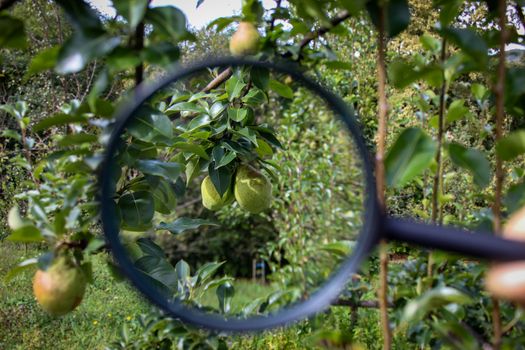 Two green pears magnified with a magnifying glass on a branch. Research on pears. Zavidovici, Bosnia and Herzegovina.