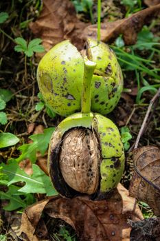 Vertical shot. Two walnuts inside a cracked green walnut shell on the ground. Zavidovici, Bosnia and Herzegovina.