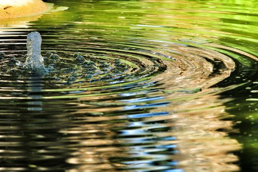 Jet of water in a pond forming waves in a garden