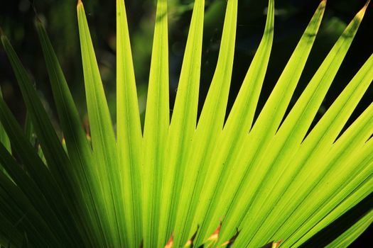 Latania loddigessi mart texture under the sun in a garden