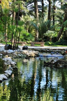 Ducks in a pond of a beautiful garden in Spain