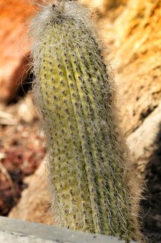 Beautiful Cephalocereus Senilis cactus in the garden under the sun