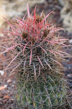 Beautiful Ferocactus Latispinus cactus in the garden