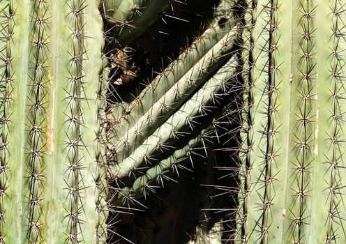 Carnegiea gigantea cactus texture in the garden under the sun