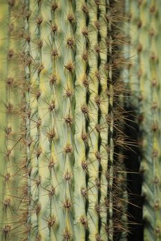 Carnegiea gigantea cactus texture in the garden under the sun